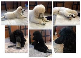 Explore 82 listings for poodle puppies for sale in bc at best prices. Poodle Breeders Posts Facebook