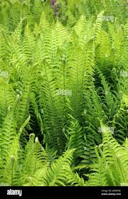 Image result for Woodsiaceae