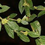 Image result for Hexasepalum sarmentosum