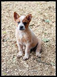 Red Heeler Puppies Look At That Cute Little Bub Red Heeler Puppies Heeler Puppies Austrailian Cattle Dog