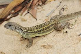 Ten Weirdest New Animals Of 2010 Editors Picks Lizard Species Lizard Animals