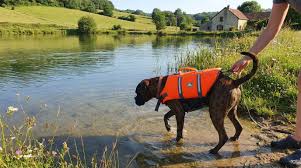 Photo Apprendre à nager à son chien : est-ce vraiment nécessaire ou ...