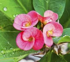 Ships from and sold by jmbamboo. List Of Flowering Plants With Thorns Hunker Flower Garden Pictures Plants Planting Flowers