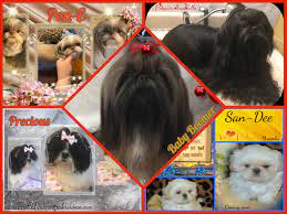 Why buy a shih tzu puppy for sale if you can adopt and save a life? Shih Tzu Champion Akc Bloodlines And Imperial Size Shih Tzu
