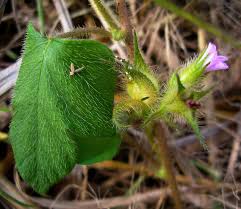 Image result for Ipomoea dichroa
