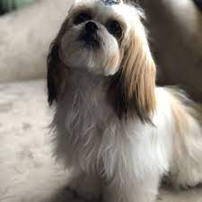 Relieve stress and standing fatigue in older or arthritic animals and helps control overly excitable pets from excessive moving.* Lisa S Pet Styles 42 Photos 33 Reviews Pet Groomers 420 E Olive Ave Turlock Ca Phone Number