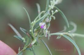 Image result for Polygala erioptera