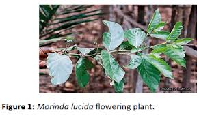 Image result for Morinda lucida