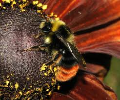 Image result for Bombus lapidarius