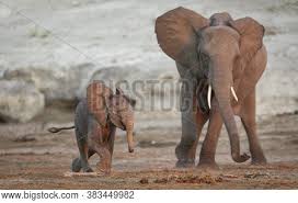 Über 80% neue produkte zum festpreis. Mother Baby Elephant Image Photo Free Trial Bigstock