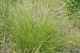 Image result for Carex johnstonii
