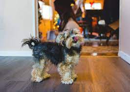 Do Yorkies Change Color Embora Pets