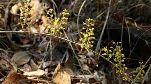 Image result for Plectranthus chimanimanensis