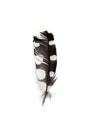 Black And White Spotted Bird Feather On Being Your Own Mentor Feather Art Feather Identification Black Feathers