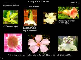 Image result for Apocynaceae subfamily Periplocoideae