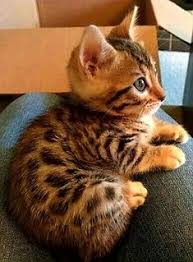 Ready to go for december 20. 300 Bengal Kittens Ideas Kittens Bengal Cat Bengal Kitten