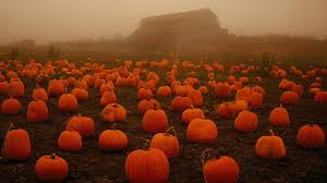 Pumpkin wallpapers, backgrounds, images— best pumpkin desktop wallpaper sort wallpapers by: Free Download Pumpkins Wallpapers 1920x1080 For Your Desktop Mobile Tablet Explore 77 Pumpkin Desktop Wallpaper Free Pumpkin Wallpaper Halloween Pumpkin Wallpaper Great Pumpkin Wallpaper