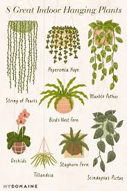 The 10 Best Indoor Hanging Plants To Turn Your Home Into A Jungle Best Indoor Hanging Plants Hanging Plants Indoor Hanging Plants