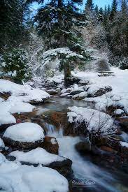 Snowy Stream Snowy Forest Snow Forest Snowy
