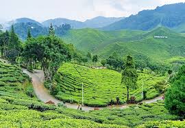Tempat menarik di cameron highlands. Beromen Di Cameron Highland 23 Hotel Murah Di Cameron Highland Percutian Bajet Rm100 Find Great Deals From Hundreds Of Websites And Book The Right Hotel Using Tripadvisor S 37 661
