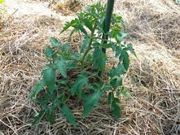 I cut the water bottle in half, put some drainage holes in the bottom. Watering Tomatoes Using A 2 Liter Soda Bottle Veggie Gardener Forum
