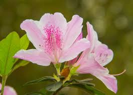 So cactus adaptations to collect water quickly and efficiently before the moisture evaporates away in the dry air are essential for the plant to survive. Azalea Powerscourt Garden Pavilion