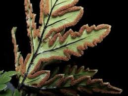 Image result for Doryopteris concolor