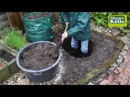 Die robusten pflanzen können das ganze jahr über gepflanzt werden, ausgenommen frostperioden. Bambus Einpflanzen Im Garten Pflanzen Kolle Youtube