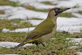 Femelle Vogelwarte Grunspecht Specht