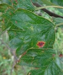 Image result for Gymnosporia pubescens