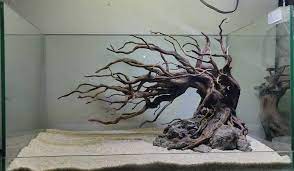 Pin On Aquarium