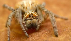 Sonhar que tropeça, cai, perde dente ou engravida: qual o significado dos  sonhos mais comuns? - Mulher