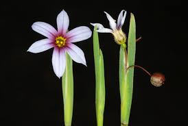 Image result for Sisyrinchium micranthum