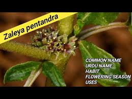 Image result for Zaleya