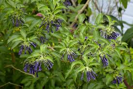 Image result for Iochroma