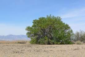 Image result for Fraxinus velutina