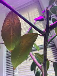 Lemon trees, like other plants, have problems with bugs and diseases which can affect the growth of the plant. Container Meyer Lemon Persistent Spider Mites Leaf Drop Please Help