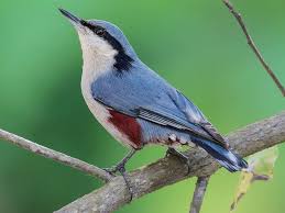 Chestnut Vented Nuthatch Sitta Nagaensis Doi Pha Hom Pok Np Doi Angkhang Royal Agricultural Station Chiang Mai Thailand In 2020 Nuthatch Bird Species Chestnut