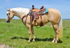 Lot 16 Top Prize Princess Twombly Performance Horses For Sale Western Pleasure Horses Horses Palomino Horse