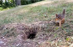Maybe you would like to learn more about one of these? What S Causing The Holes In My Lawn Killingsworth
