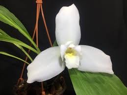 Image result for Lankesteria alba