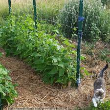 Decide how wide you want the trellis to be. Grow Pole Beans On A Bean Trellis For Easy Picking And Preserving