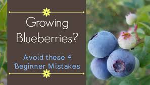 Pure elemental sulfur, or a commercial soil acidifier containing sulfur, is the most common treatment used to acidify soil for blueberries. Growing Blueberries Avoid These Beginner Mistakes