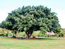 Allow the top surface of the root ball to rest 1/2 inch higher than the soil line. Ficus Microcarpa Wikipedia
