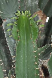 Image result for Silene abyssinica