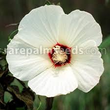 Image result for Hibiscus dongolensis
