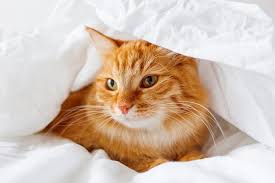 Lichtenfeld published research that showed dogs were able to sniff out bladder cancer in 41% of patient samples. All The Amazing Things Your Dog Or Cat Can Sense