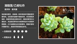 第12课 景天科景天属 8枚 多肉植物图鉴 好知网 succulents grapes vegetables