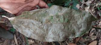 Image result for Panda oleosa