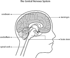 The central nervous system (cns) is that portion of the vertebrate nervous system that is composed of the brain and spinal cord. What Is A Brain Or Spinal Cord Tumour Canadian Cancer Society